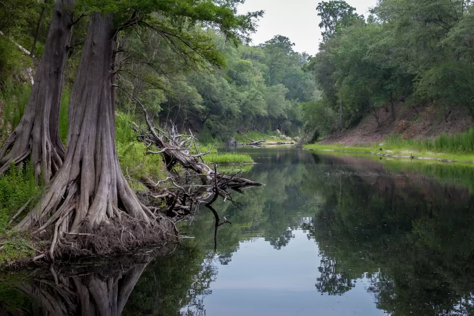 Suwanee river with tall trees along the banks in northern Florida